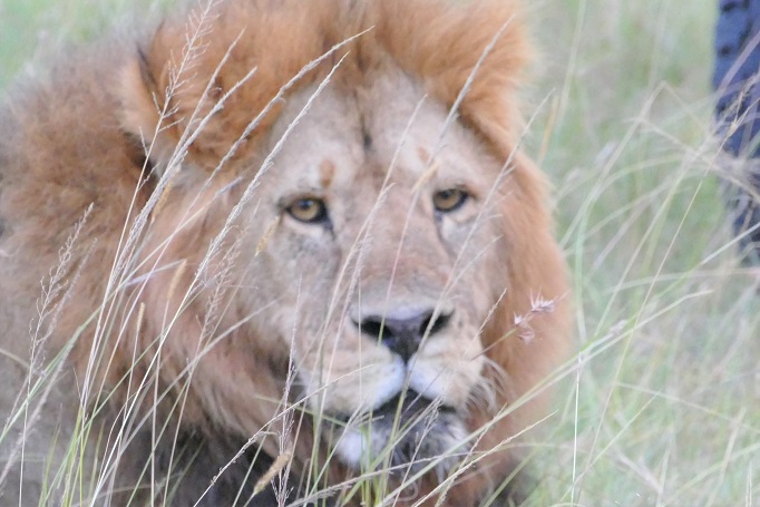 Male lion on African safari