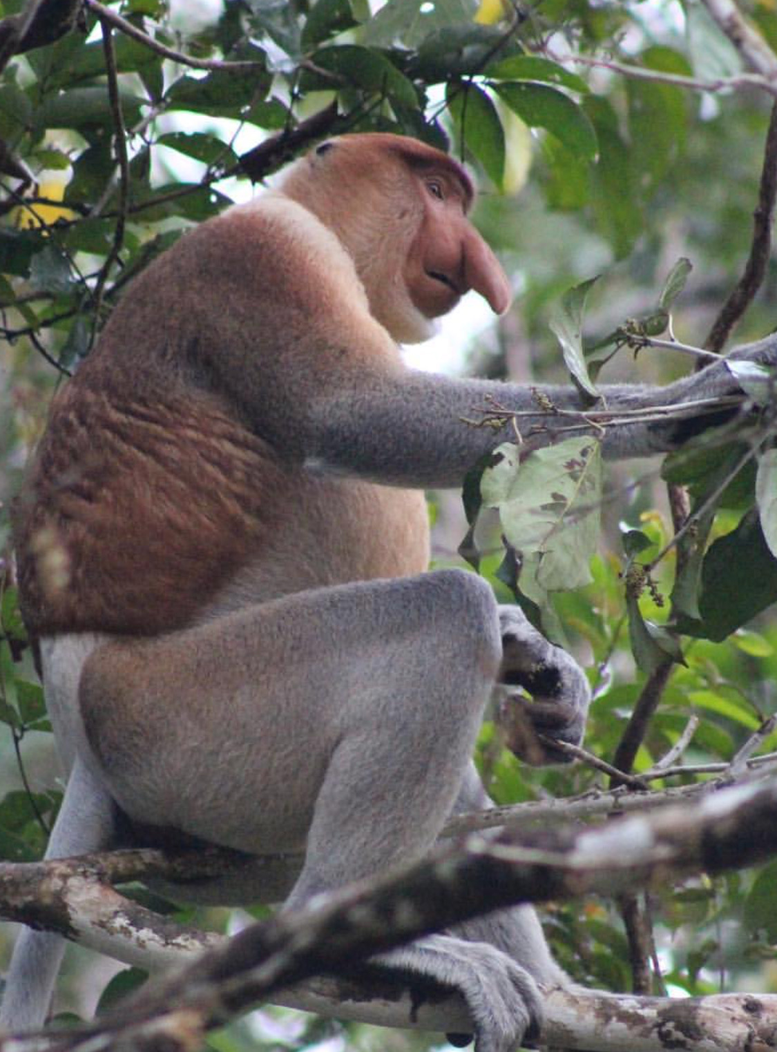 Borneo safari proboscis monkey