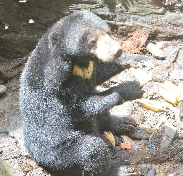 Borneo safari Sun Bear