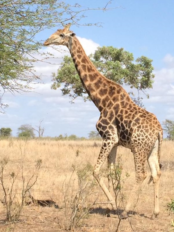 Giraffe on African Safari