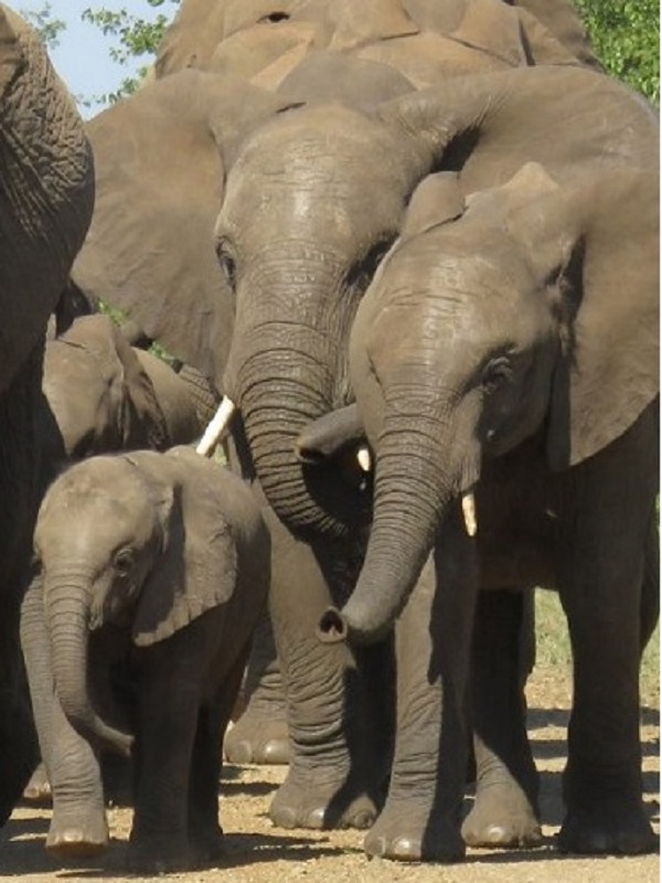 Elephant family on African Safari