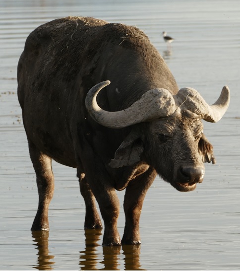 Water Buffalo on African Safari