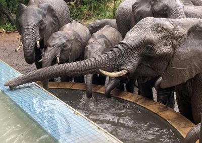Lots of elephants near fresh water area by the pool